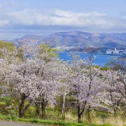 小樽手宮公園のサクラ