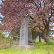 有珠善光寺の桜