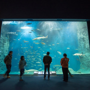 サケのふるさと 千歳水族館