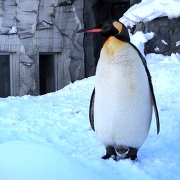 冬の旭山動物園のペンギン