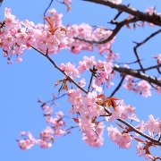 美唄市東明公園のエゾヤマザクラ