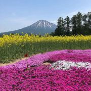 羊蹄山と芝桜