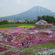 芝桜の庭園（倶知安町）