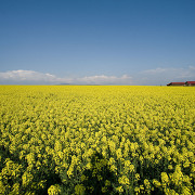 滝川の菜の花 滝川の菜の花