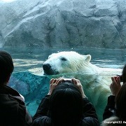 旭山動物園のシロクマ