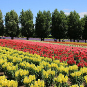 ファーム富田 ファーム富田