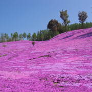 芝ざくら滝上公園