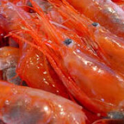 増毛の甘エビ(イメージ) 増毛の甘エビ(イメージ)