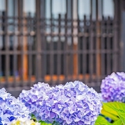 小樽貴賓館のあじさい 小樽貴賓館のあじさい