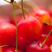 さくらんぼ狩り(イメージ) さくらんぼ狩り(イメージ)