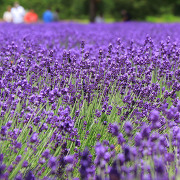 富良野のラベンダー(イメージ) 富良野のラベンダー(イメージ)