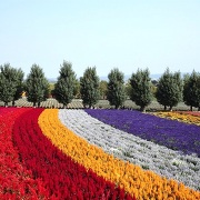 ファーム富田のお花畑