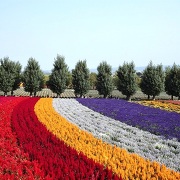 ファーム富田のお花畑 ファーム富田のお花畑