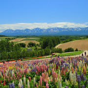 美瑛の「四季彩の丘」から望む十勝岳連峰 美瑛の「四季彩の丘」から望む十勝岳連峰