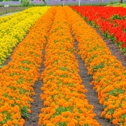 ファーム富田のお花畑