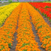 ファーム富田のお花畑 ファーム富田のお花畑