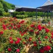 岩見沢のバラ園