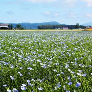 当別町の亜麻の花畑 当別町の亜麻の花畑