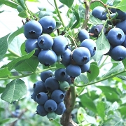 ブルーベリー(イメージ) ブルーベリー(イメージ)