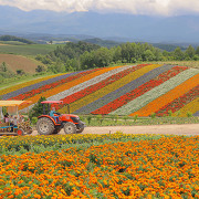 美瑛の四季彩の丘 美瑛の四季彩の丘