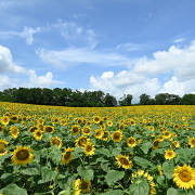 北竜町のひまわり畑 北竜町のひまわり畑