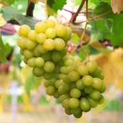 秋の味覚シャインマスカット 秋の味覚シャインマスカット