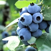 ブルーベリー(イメージ) ブルーベリー(イメージ)