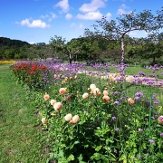 えこりん村の銀河庭園