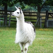 えこりん村のラマ牧場 えこりん村のラマ牧場