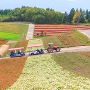 美瑛の「四季彩の丘」 美瑛の「四季彩の丘」
