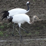 舞鶴遊水地のタンチョウの親鳥とヒナ（写真：タンチョウも住めるまちづくり検討協議会）