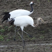 舞鶴遊水地のタンチョウの親鳥とヒナ(写真:タンチョウも住めるまちづくり検討協議会) 舞鶴遊水地のタンチョウの親鳥とヒナ(写真:タンチョウも住めるまちづくり検討協議会)