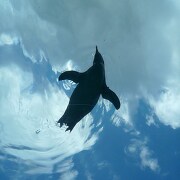 旭山動物園ペンギンの水中遊泳／別名「空飛ぶペンギン」