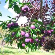 プルーン狩り(イメージ) プルーン狩り(イメージ)