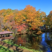 京極ふきだし公園の紅葉