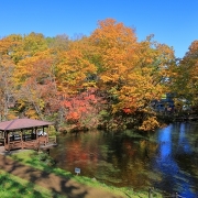京極ふきだし公園の紅葉 京極ふきだし公園の紅葉