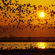 宮島沼のマガン 宮島沼のマガン