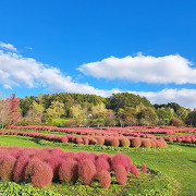 秋のゆにガーデン 秋のゆにガーデン