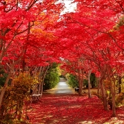 平岡樹芸センター（みどりーむ）の紅葉