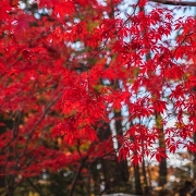 紅櫻公園のもみじ