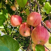 りんごの収穫(イメージ) りんごの収穫(イメージ)