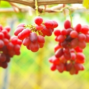 果物狩り(イメージ) 果物狩り(イメージ)