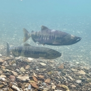 千歳水族館の水中観察ゾーンから見た鮭の遡上 千歳水族館の水中観察ゾーンから見た鮭の遡上