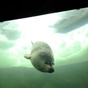 旭山動物園のあざらし