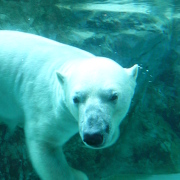 旭山動物園のホッキョクグマ（シロクマ）