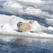 流氷の上のアザラシ 流氷の上のアザラシ