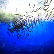 北の大地の水族館(山の水族館) 北の大地の水族館(山の水族館)