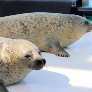 とっかりセンターのアザラシ とっかりセンターのアザラシ