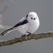 雪の妖精、シマエナガさん