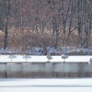 冬のウトナイ湖 冬のウトナイ湖